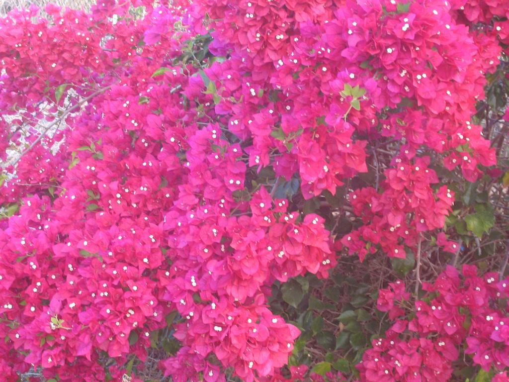 Bed and Breakfast Austin Heights - Kaikoura Exterior foto
